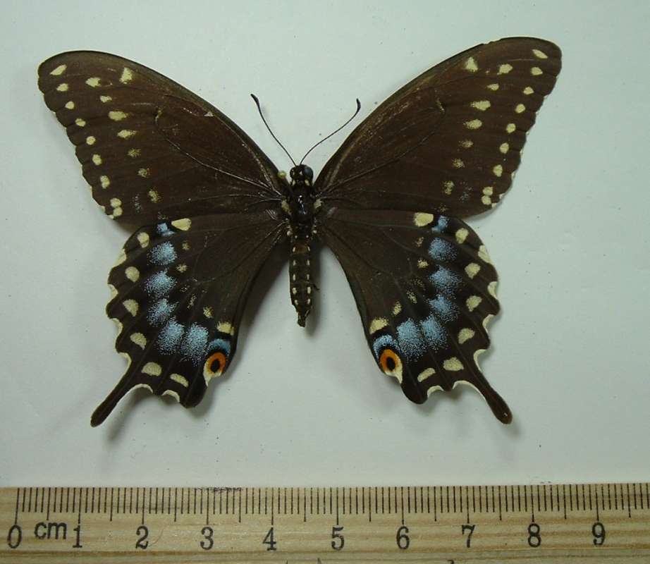 Female - Mounted Dorsal View<br>(Origin of the Specimen: Creve Coeur, Illinois, Aug, 1980)