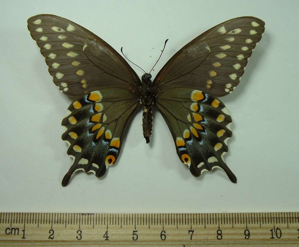 Female - Mounted Ventral View<br>(Origin of the Specimen: Creve Coeur, Illinois, Aug, 1980)