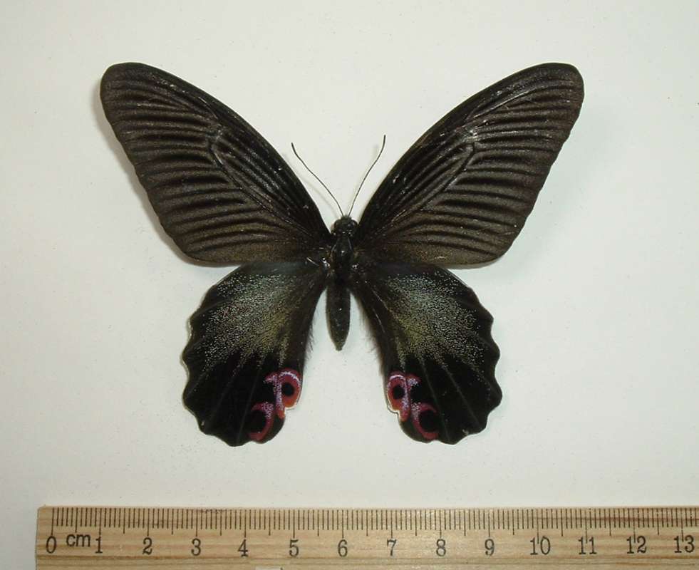 Female - Dorsal View<br>(Origin of the Specimen: Nepal, July 12, 1991)