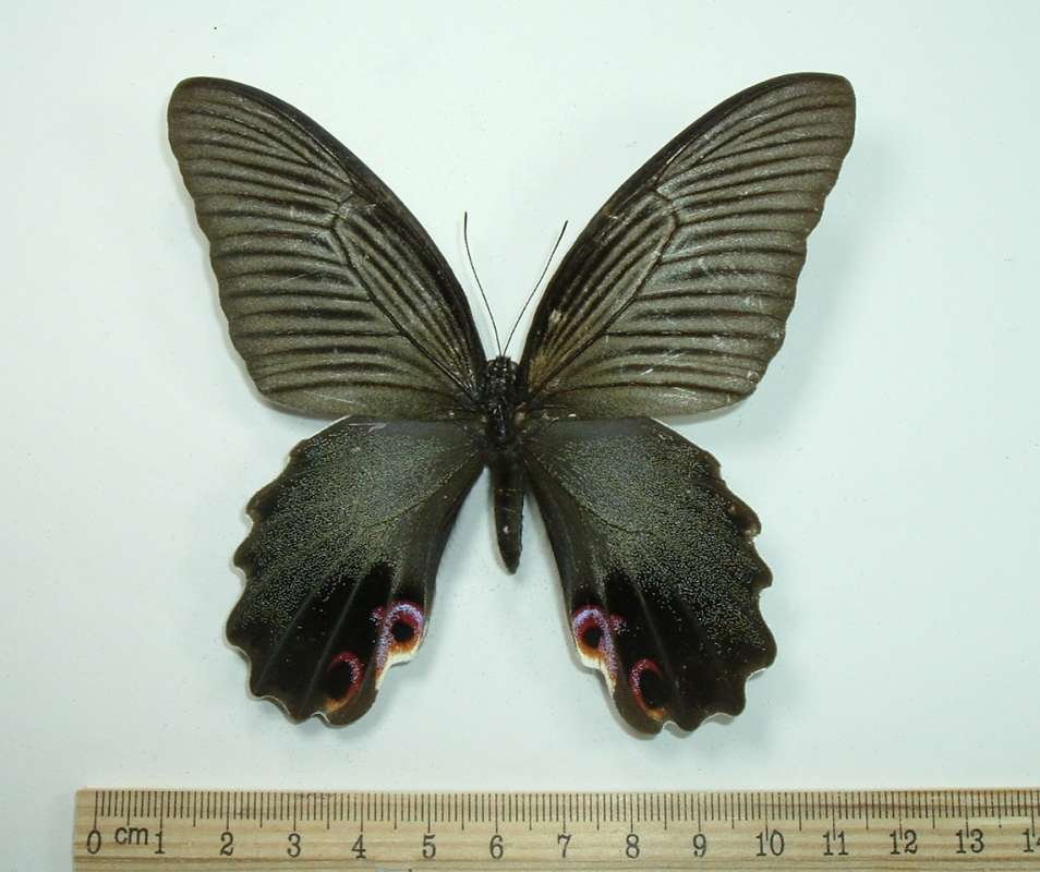 Female -  Dorsal View<br>(Origin of the Specimen: Vietnam, May 12, 1992)