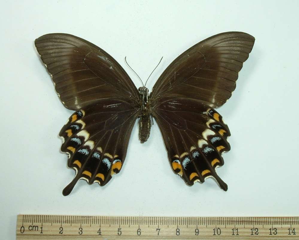 Female - Ventral View<br>(Origin of the Specimen: Buin, Bouganiville, Solomon Isles)