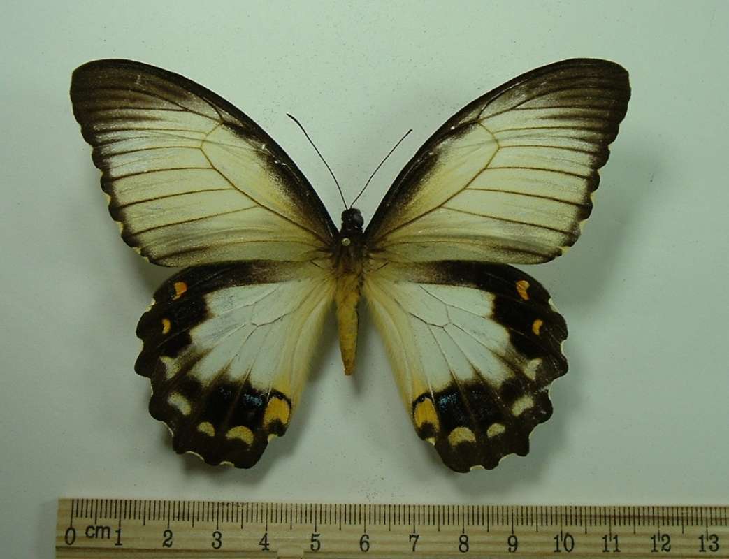 Female Onesimus - Woodlark Form<br>(Origin of the Specimen: No Data Given)