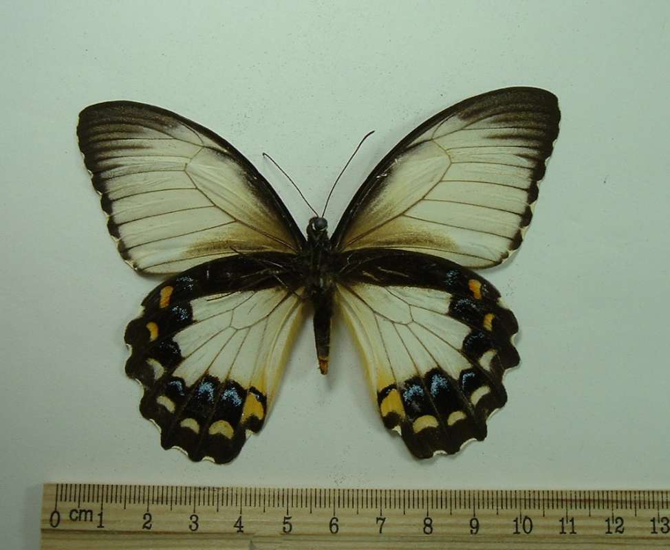 Female - Woodlark Form - Ventral<br>(Origin of the Specimen: No Data Given)