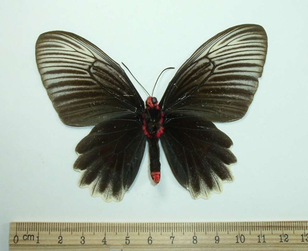 Female - Ventral View<br>(Origin of the Specimen: Bali - March 10, 2002)