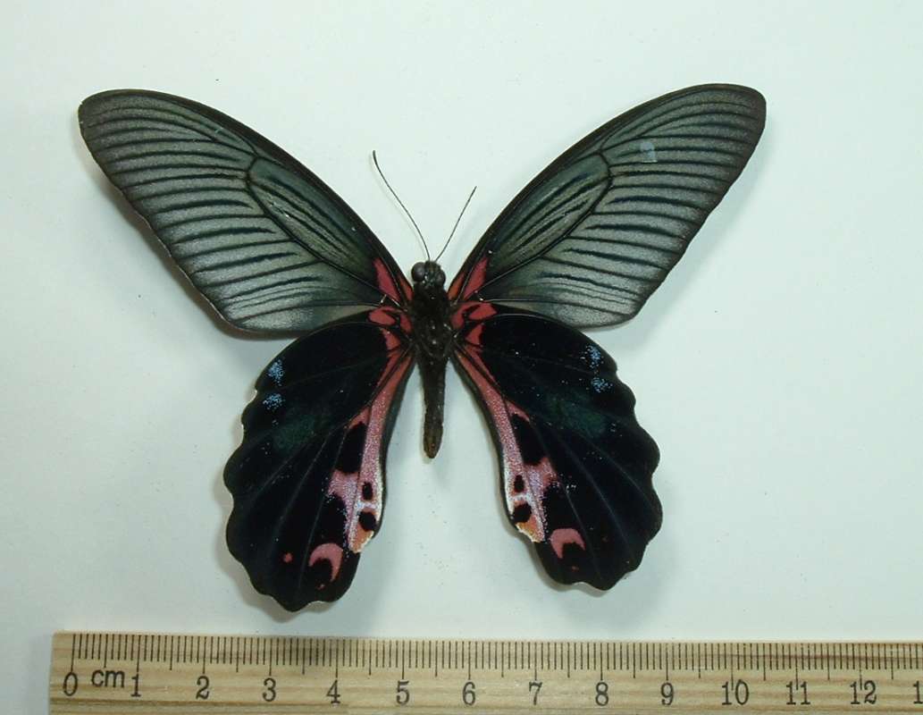 Male - Ventral<br>(Origin of the Specimen: Kounkham Valley, Laos, Feb 28, 2001)