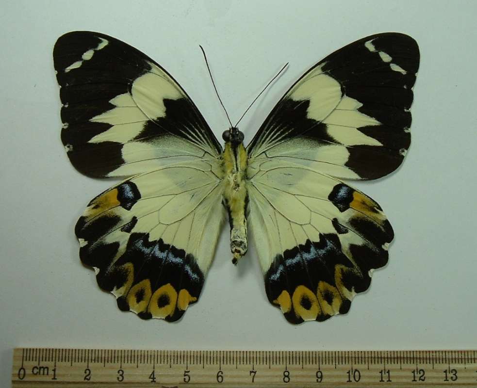 Female - Ventral View<br>(Origin of the Specimen: Papua, New Guinea, Sept 21, 1985)