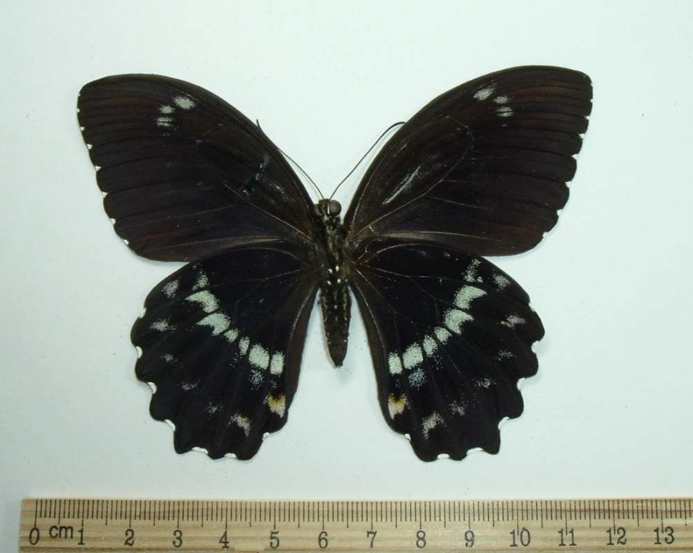 Male - Ventral<br>(Origin of the Specimen: Buin, Bougainville, March 1, 1991)