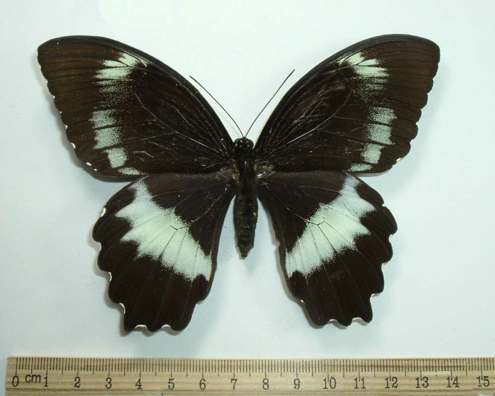 Female - Dorsal<br>(Origin of the Specimen: Buin, Bougainville, March 1, 1991)