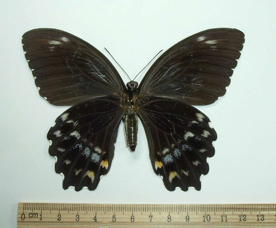Female - Ventral<br>(Origin of the Specimen: Buin, Bougainville, March 1, 1991)