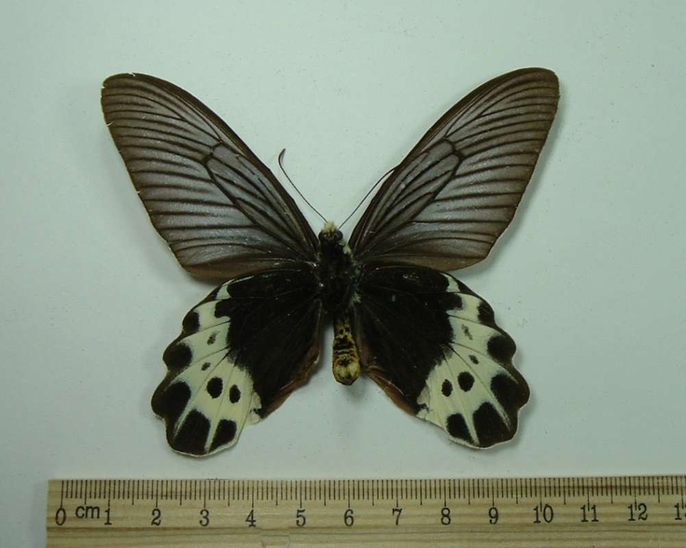 Male - Ventral View<br>(Origin of the Specimen: East Java)