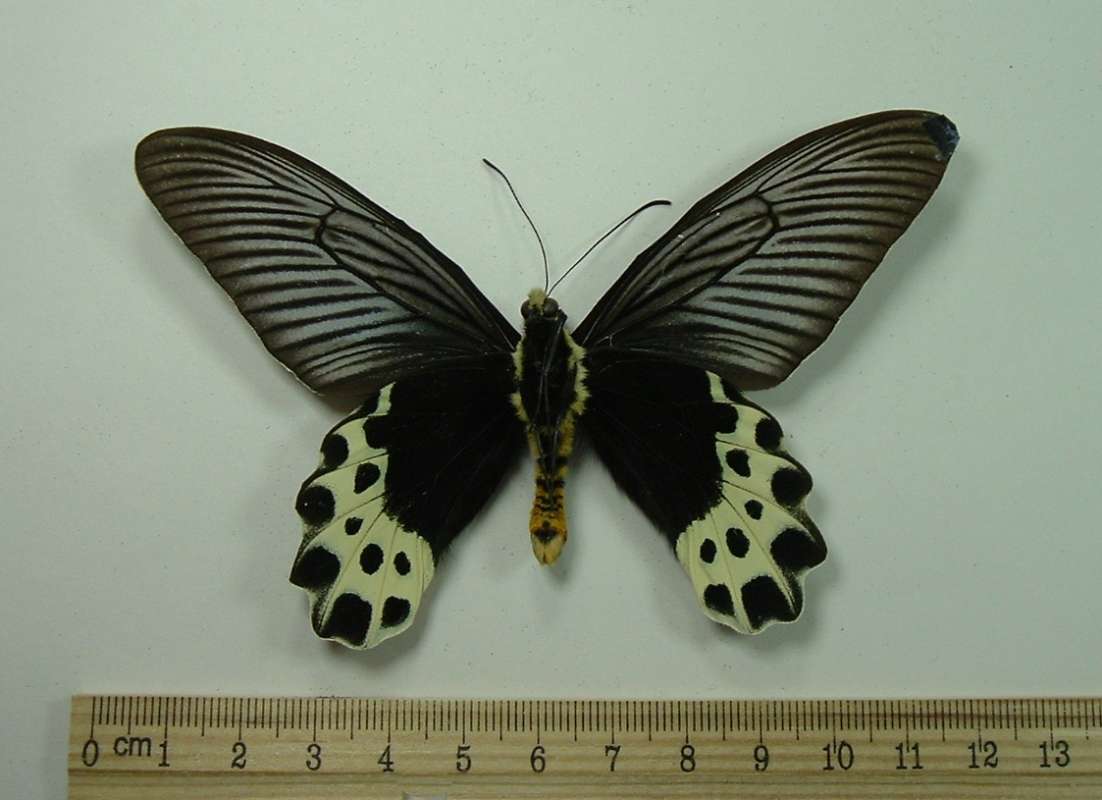 Male - Ventral View<br>(Origin of the Specimen: West Java, August 1981)