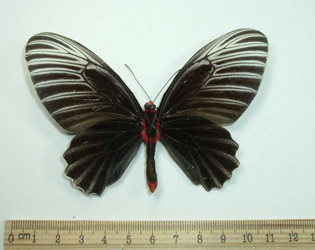 Female - Ventral View<br>(Origin of the Specimen: Malaysia, 1977)