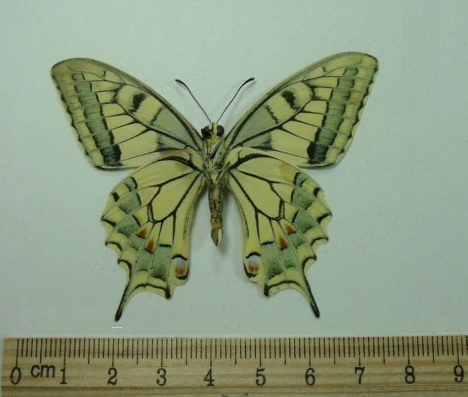 Male - Ventral View<br>(Origin of the Specimen: Turkey, March 7, 2006)