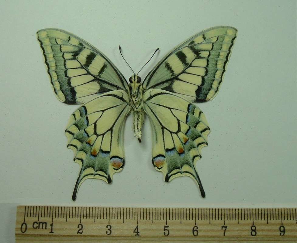 Female - Ventral View<br>(Origin of the Specimen: Turkey, March 7, 2006)