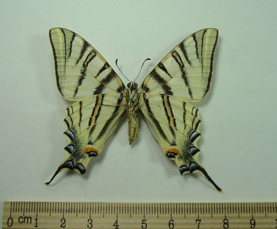 Female - Ventral View<br>(Origin of the Specimen: Moravia, Czechoslovakia, July 1972)