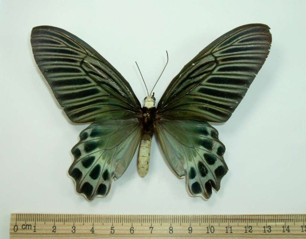 Female - Dorsal View<br>(Origin of the Specimen: Sumatra)