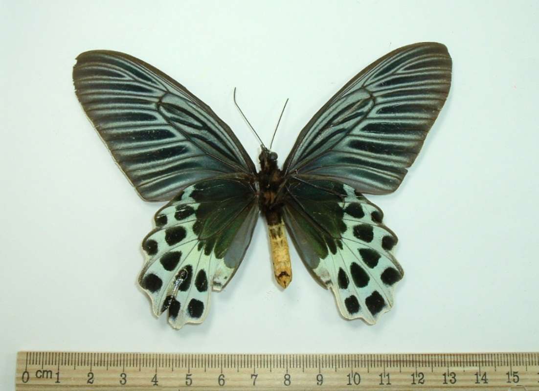 Female - Ventral View<br>(Origin of the Specimen: Sumatra)