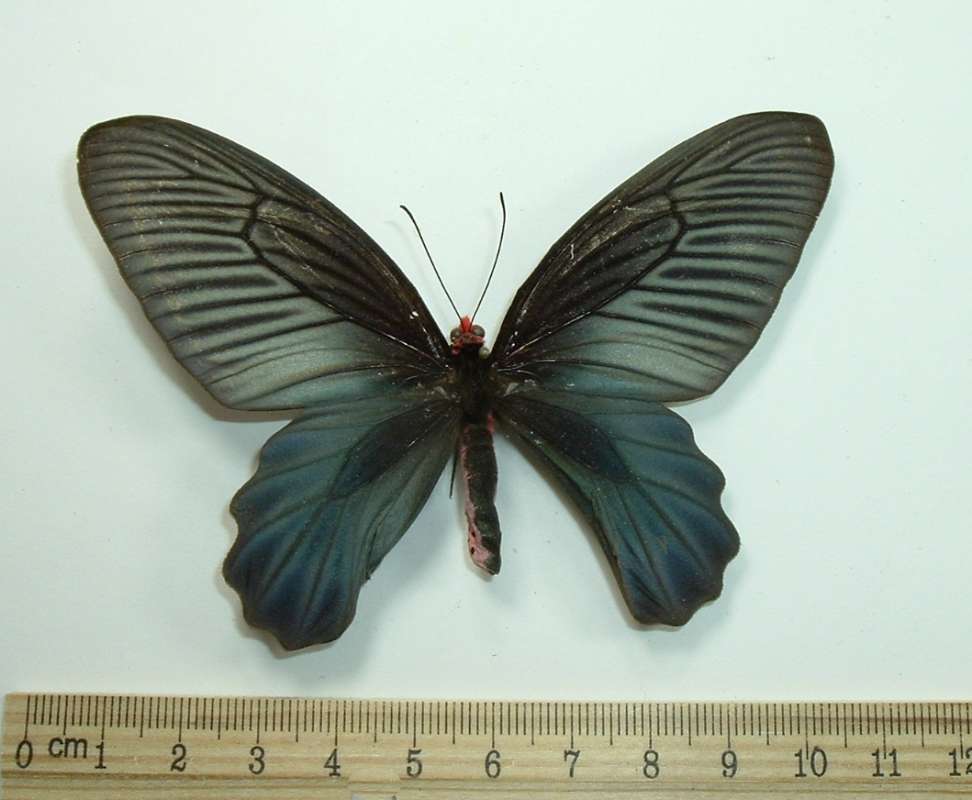 Female - Dorsal View<br>(Origin of the Specimen: India, Pre 1960)