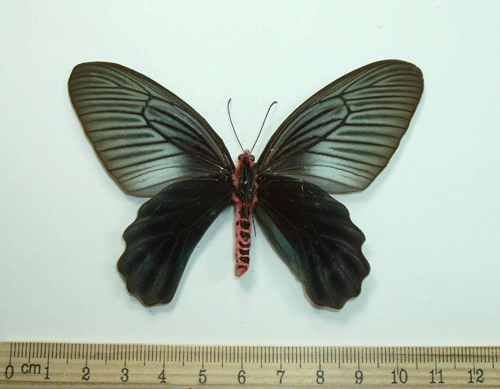 Female - Ventral View<br>(Origin of the Specimen: India, Pre 1960)