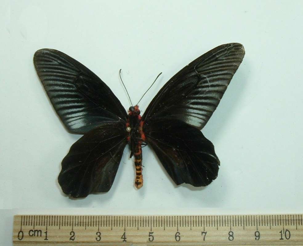 Male - Ventral Vew<br>(Origin of the Specimen: Kroh, Malaysia, 1970)