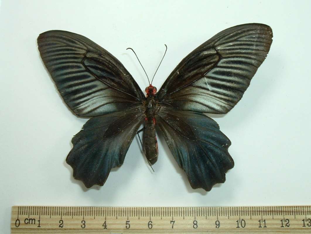 Female - Dorsal View<br>(Origin of the Specimen: Kroh, Malaysia, 1970)