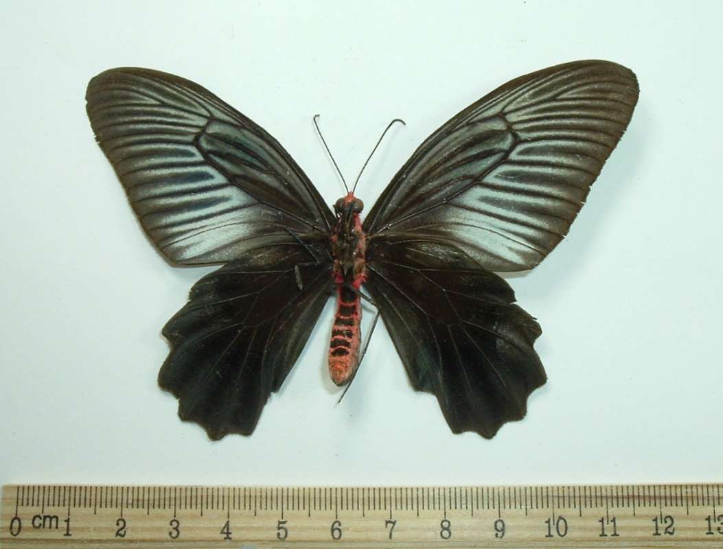 Female - Ventral View<br>(Origin of the Specimen: Kroh, Malaysia, 1970)