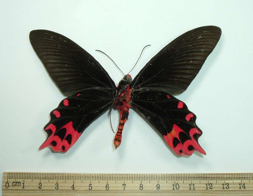 Male - Ventral<br>(Origin of the Specimen: S Leyte, 1980)