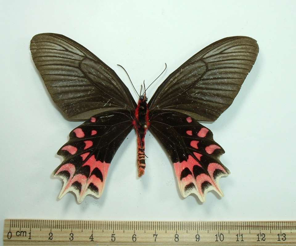 Female - Ventral<br>(Origin of the Specimen: S Leyte, 1980)