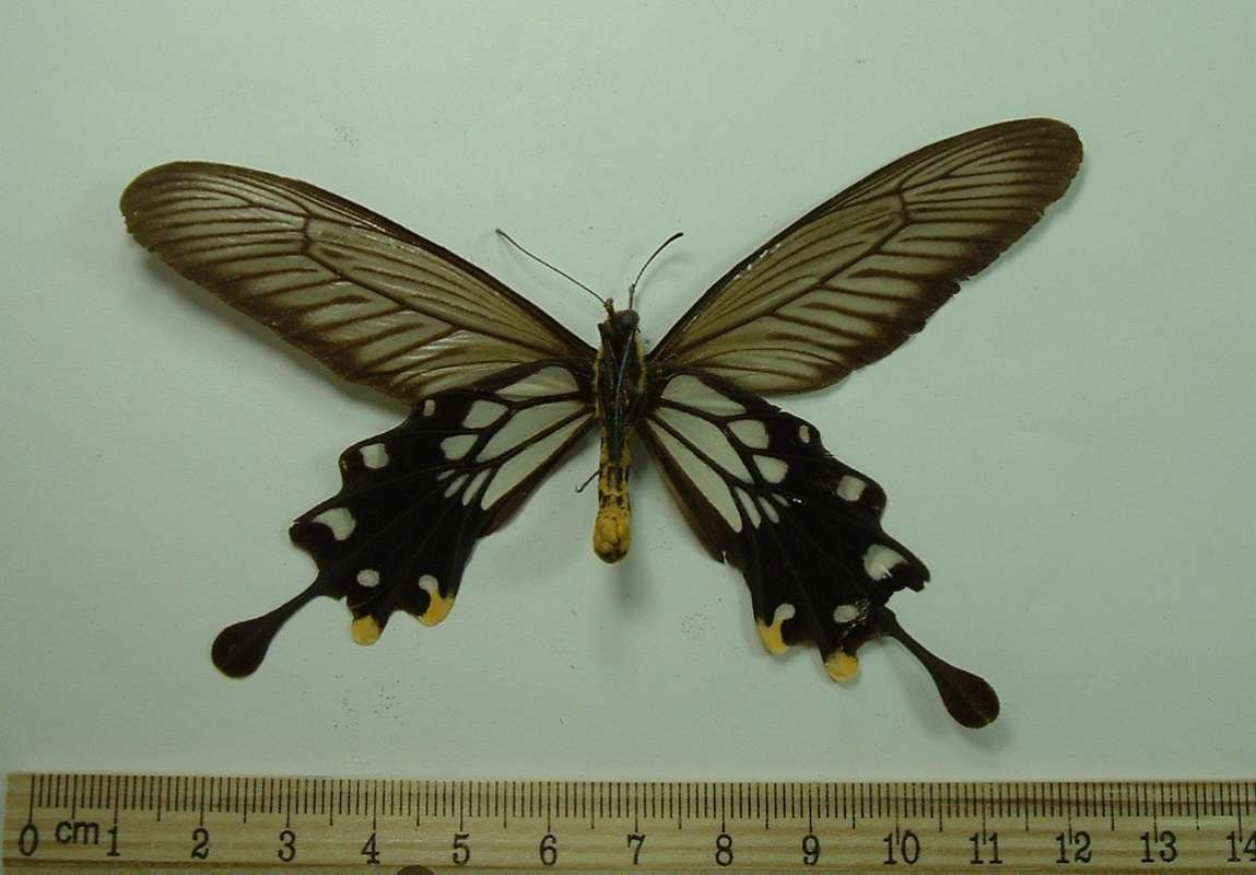 Male - Ventral View<br>(Origin of the Specimen: Java)