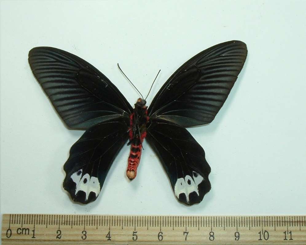 Male - Ventral<br>(Origin of the Specimen: Chantaburi, Thailand)