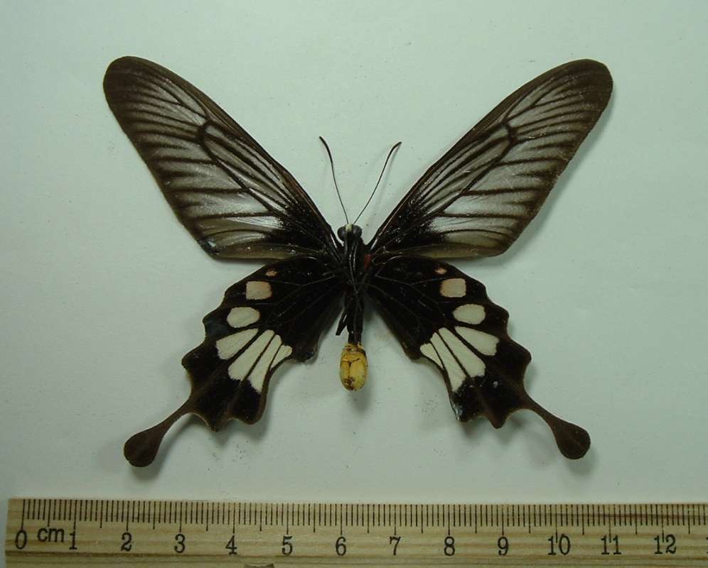 Male - Ventral<br>(Origin of the Specimen: W Palu, Sulawesi, Dec 1983)
