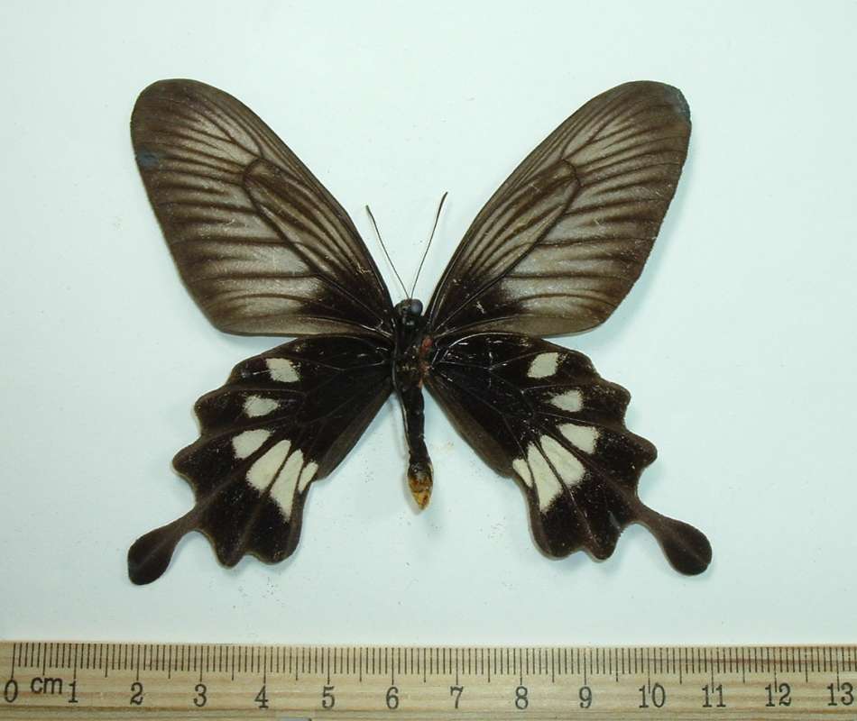 Female - Ventral<br>(Origin of the Specimen: W Palu, Sulawesi, Dec 1983)