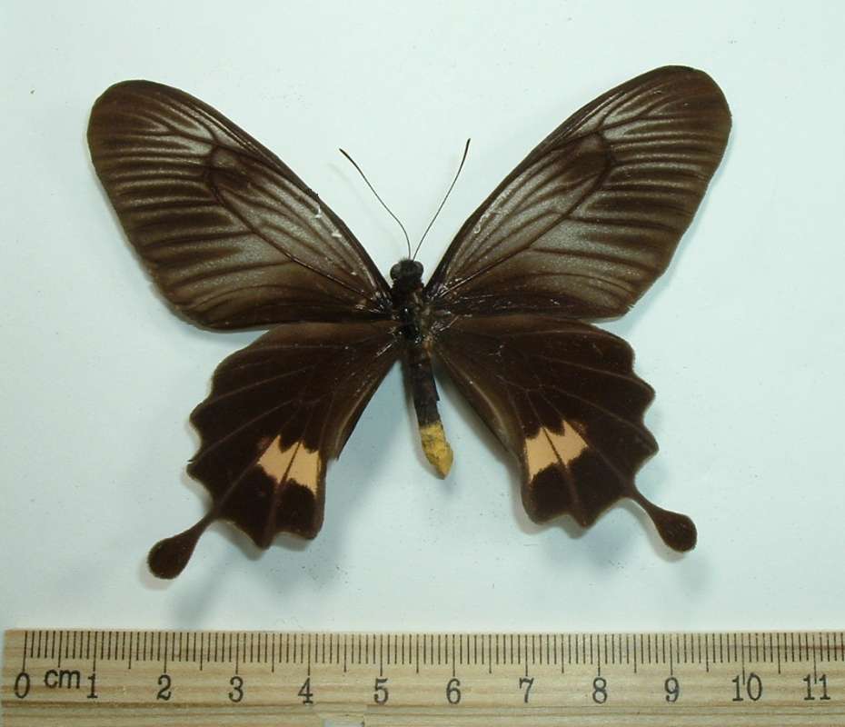 Female - Dorsal<br>(Origin of the Specimen: Nias (near Sumatra))