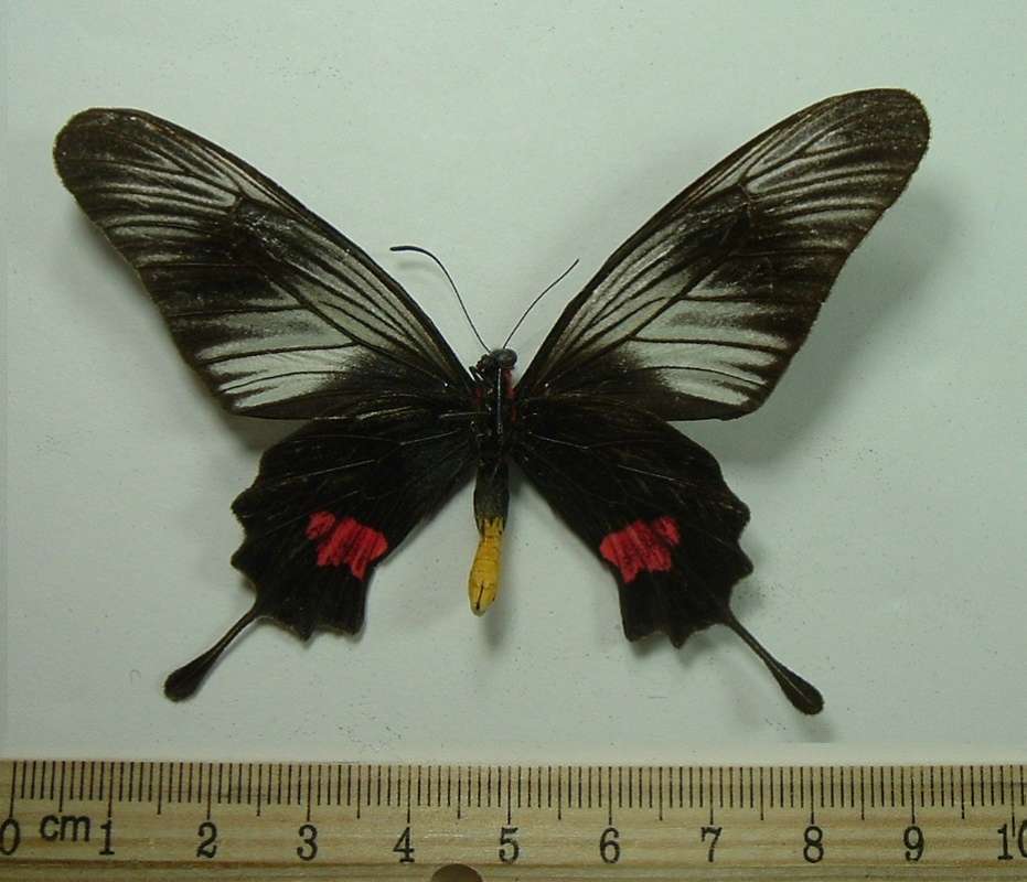Male - Ventral<br>(Origin of the Specimen: Taiping, Malaysia, Dec 1972)