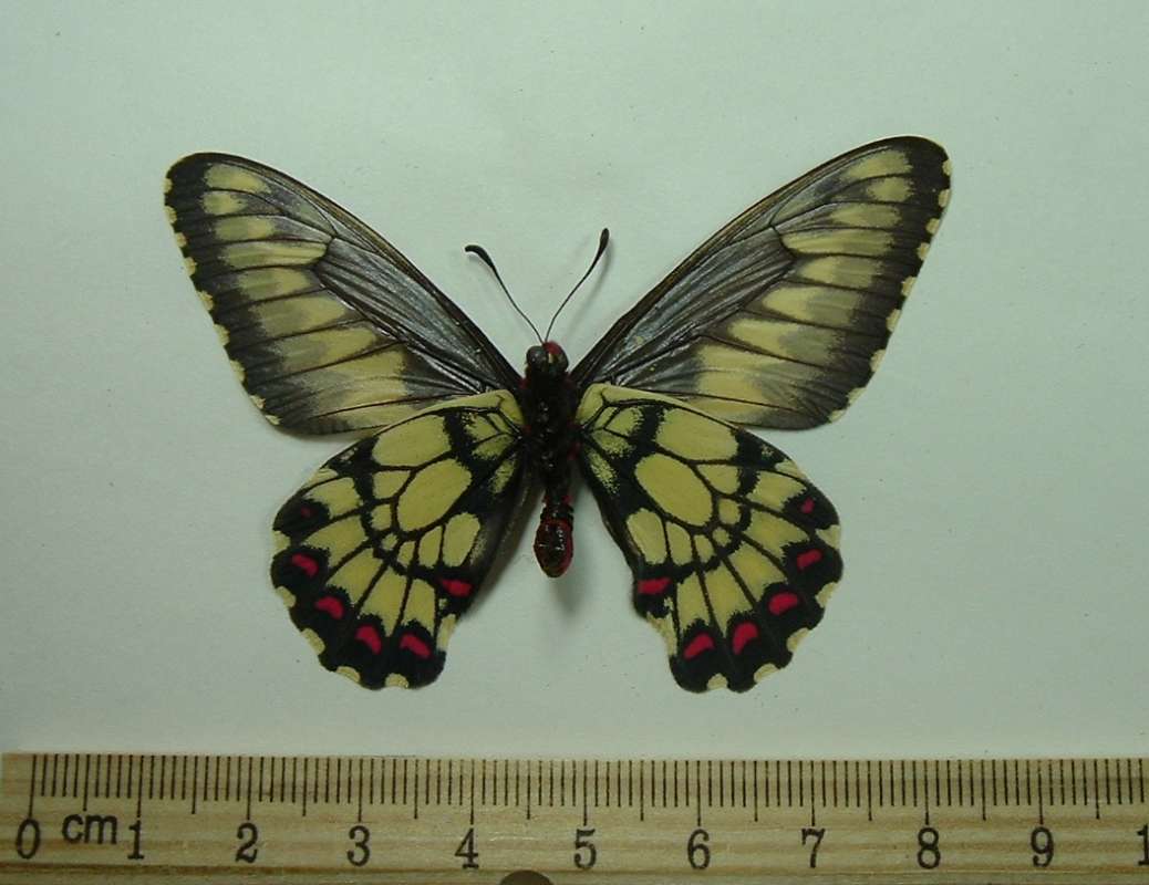 Male - Ventral<br>(Origin of the Specimen: Argentina, June 2, 1982)