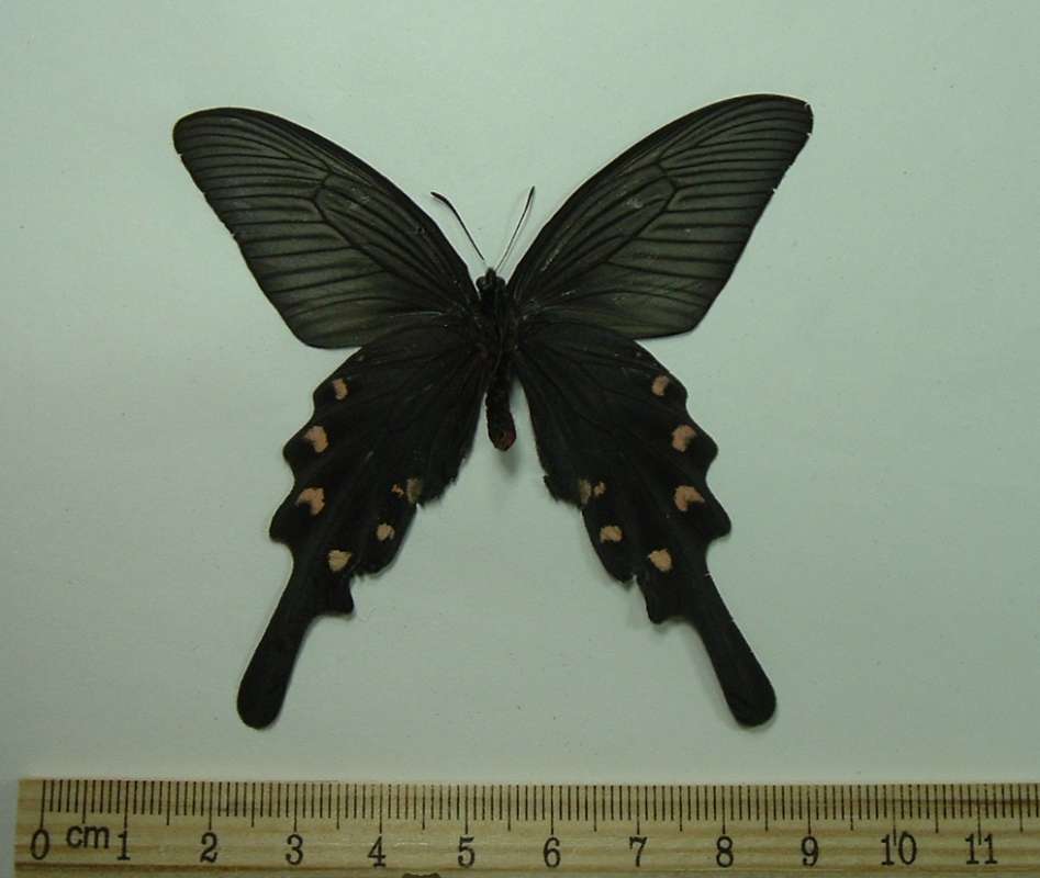 Male - Ventral View<br>(Origin of the Specimen: Suuon, South Korea, May 22, 2001)