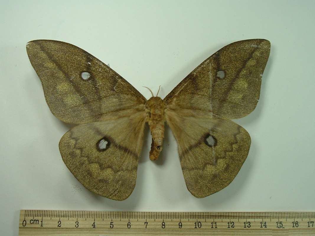 Female - Dorsal - Pale Brown<br>(Origin of the Specimen: Cameroon, Feb 17, 2002)