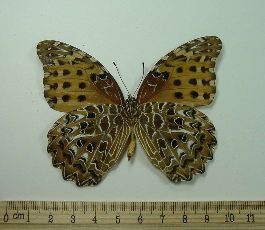 Female - Ventral View<br>(Origin of the Specimen: Dominican Republic, Aug 18, 1986)