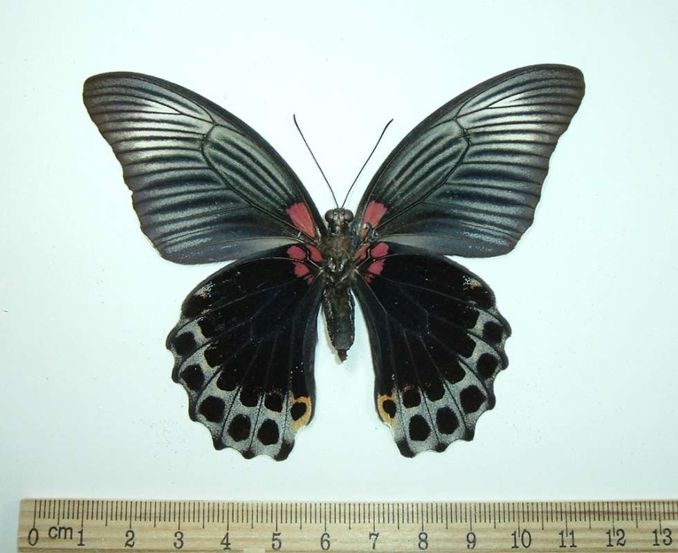 Female - Ventral View - Striped<br>(Origin of the Specimen: Bali, Indonesia, Aug 1, 2004)