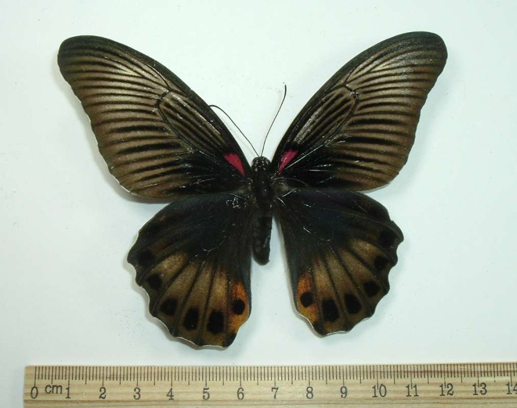 Female - Dorsal View - Dark Form<br>(Origin of the Specimen: Bali, Indonesia, Aug 1, 2004)