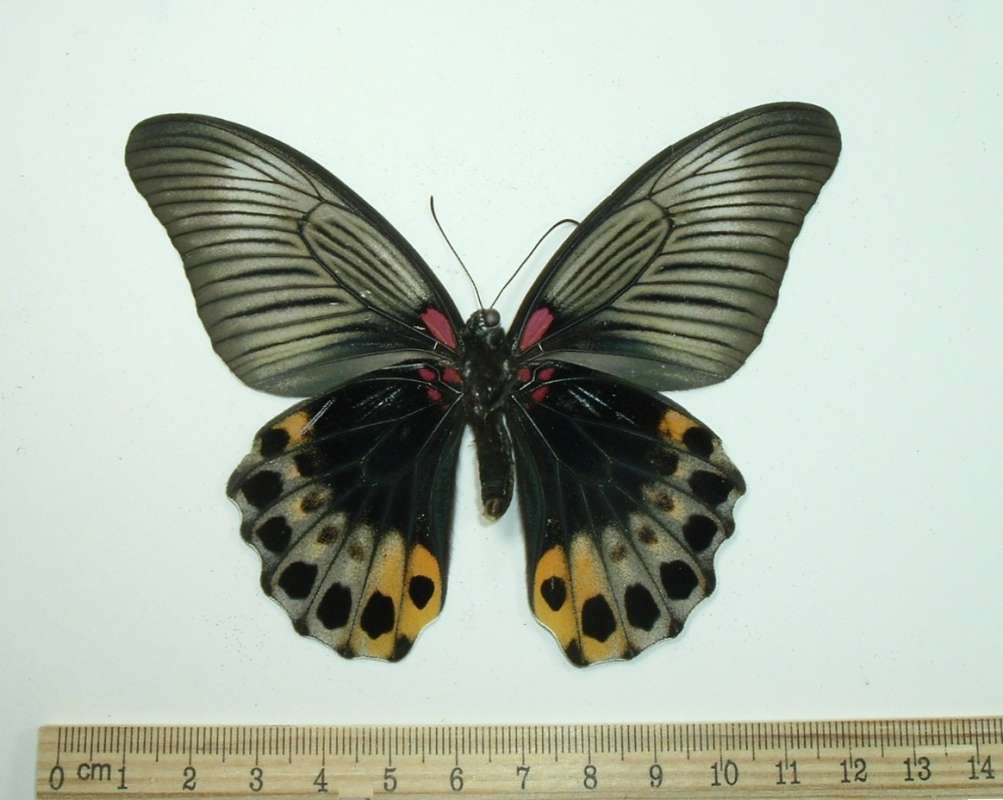 Female - Ventral View - Dark Form<br>(Origin of the Specimen: Bali, Indonesia, Aug 1, 2004)
