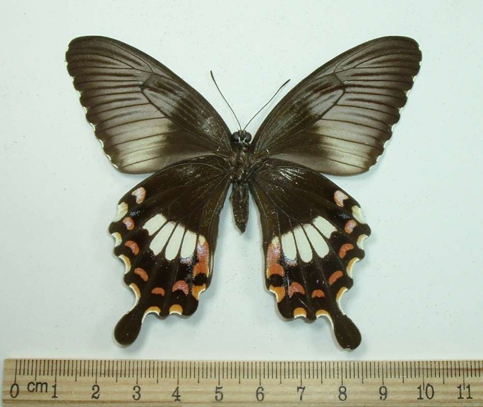 Female - Ventral View Form Theseus<br>(Origin of the Specimen: Khasi Hills, India, Aug 5, 1989)