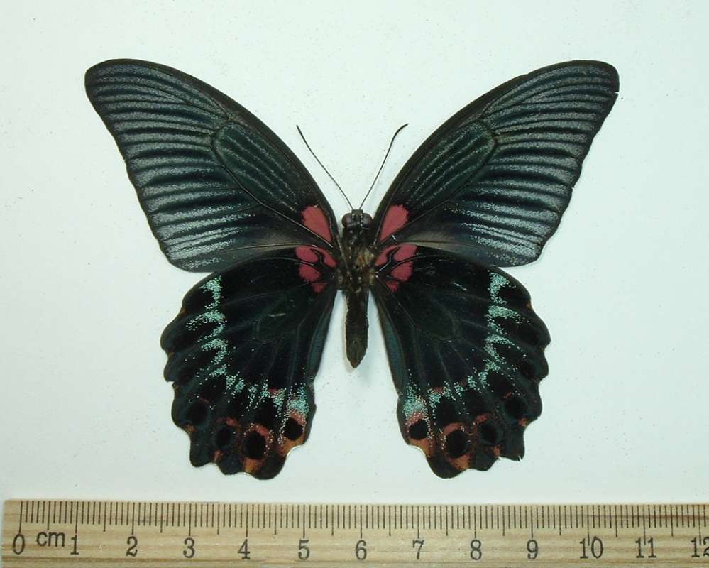 Male - Ventral<br>(Origin of the Specimen: Luzon, March 10, 2002)
