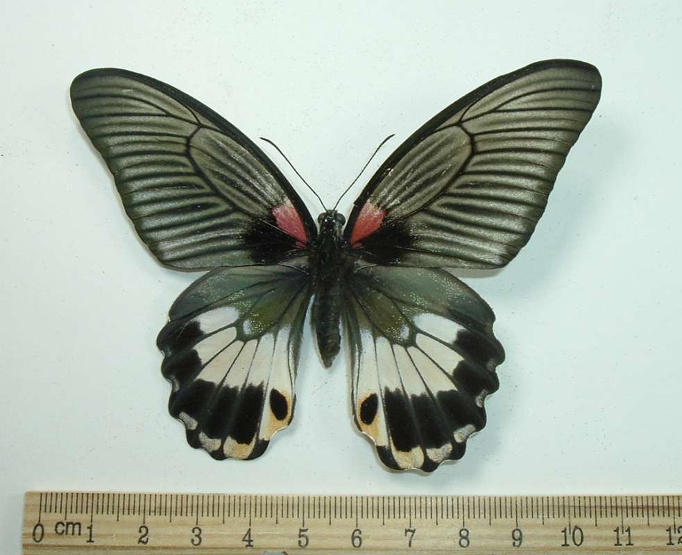 Female - Dorsal - No Tails, White in  Rear Wing<br>(Origin of the Specimen: Luzon, March 10, 2002)