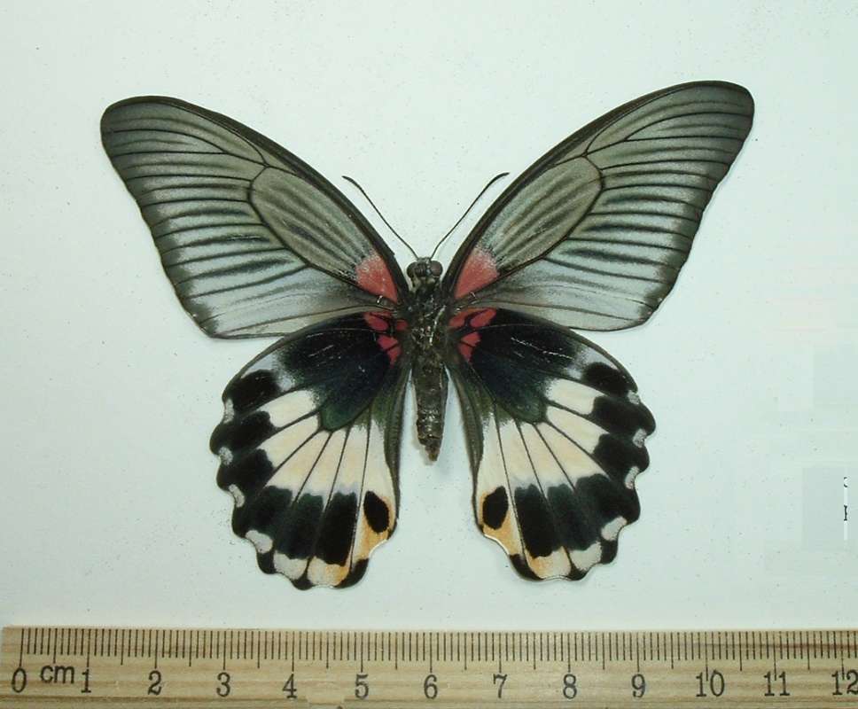 Female - Ventral - No Tails, White in  Rear Wing<br>(Origin of the Specimen: Luzon, March 10, 2002)