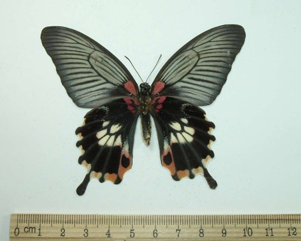 Female - Ventral With Tails<br>(Origin of the Specimen: Luzon, Aug 14, 2004)