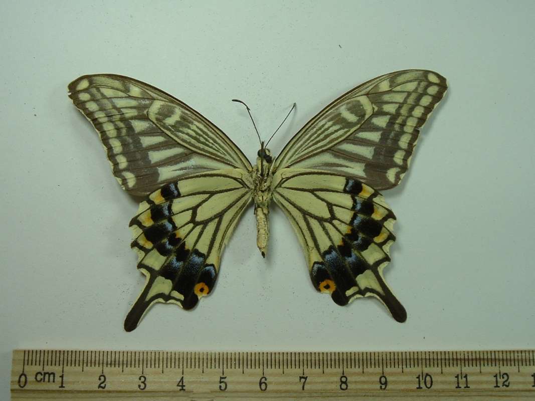 Female - Ventral View<br>(Origin of the Specimen: Formosa, 1981)