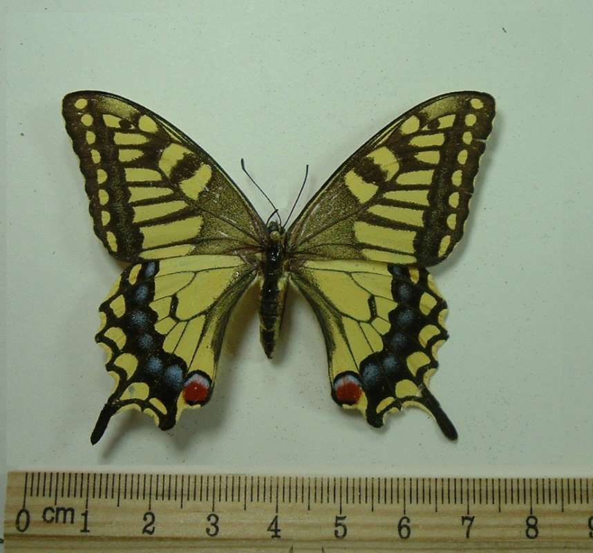 Female - Dorsal<br>(Origin of the Specimen: Formosa)