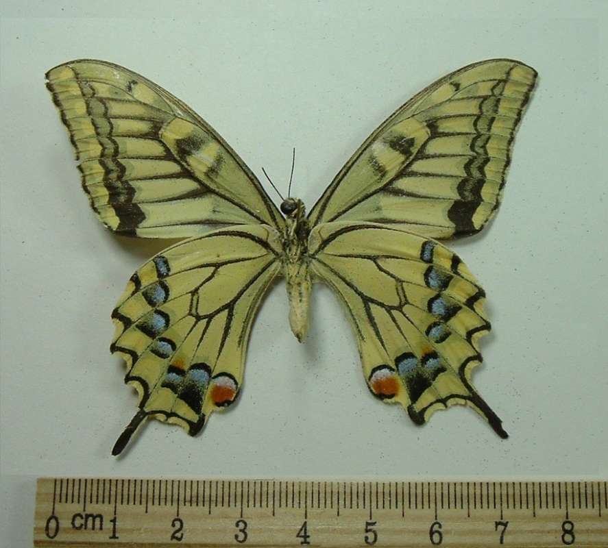Female - Ventral<br>(Origin of the Specimen: Formosa)