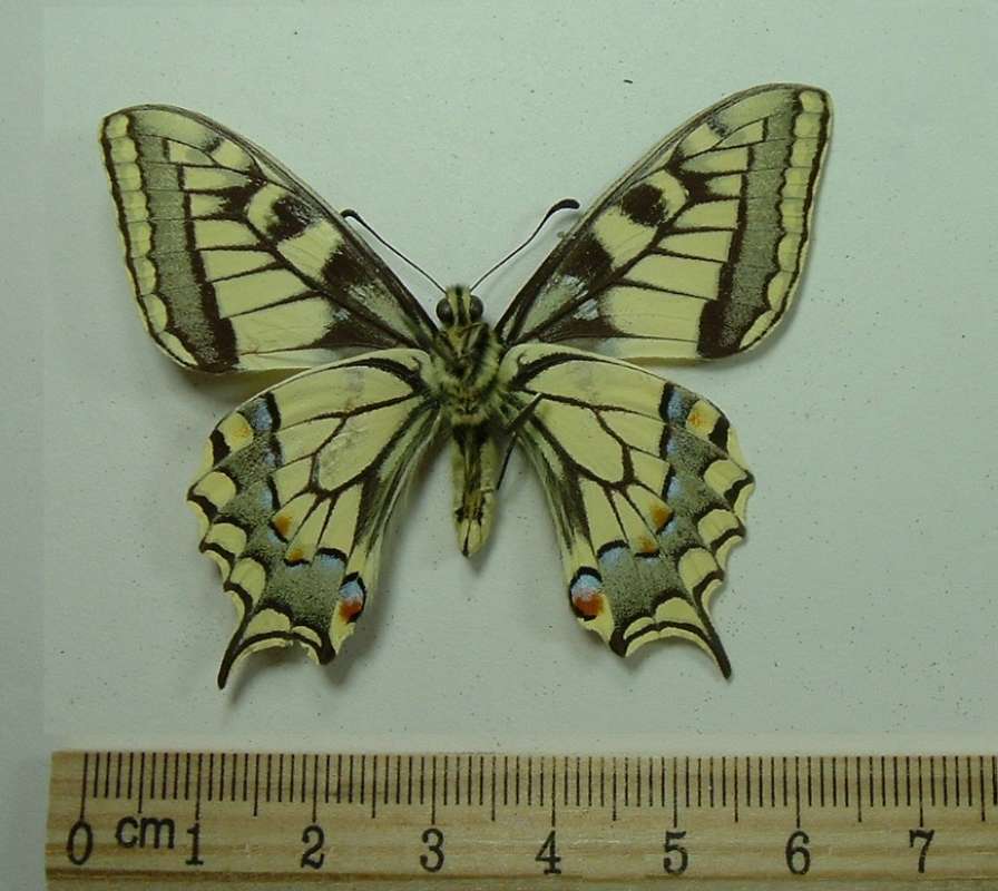 Male - Mounted Ventral View<br>(Origin of the Specimen: Europe, 1947)
